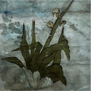 Chiara Fronterrè, Agave